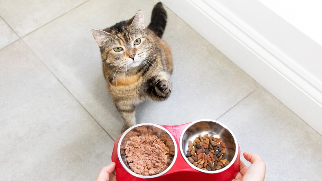 Cat Food Manufacturing Plant Project Report
