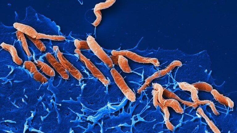 Helicobacter Pylori Market