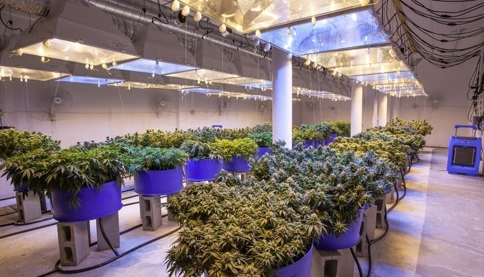Hemp Processing Plant