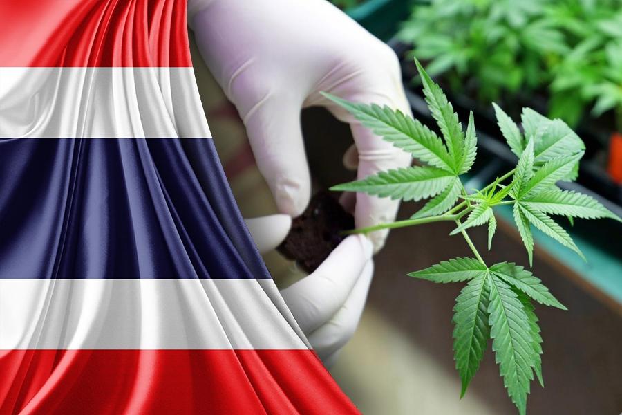 Thailand Medical Cannabis Market