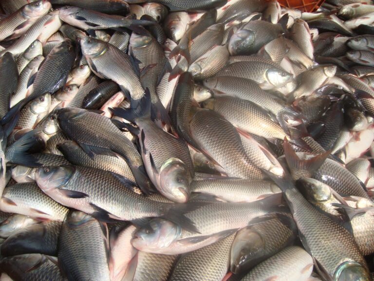 Fish Farming