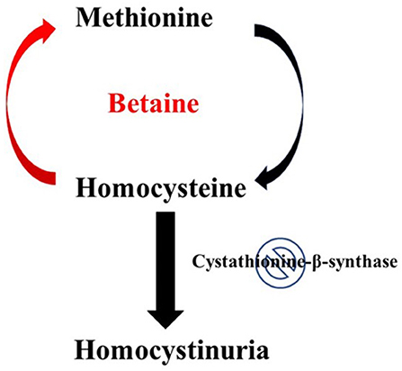 Homocystinuria Market