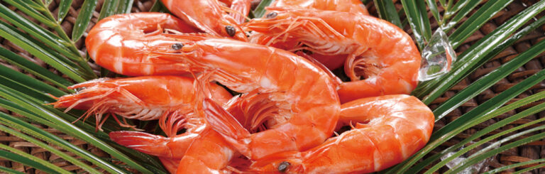 Japan Shrimp Market