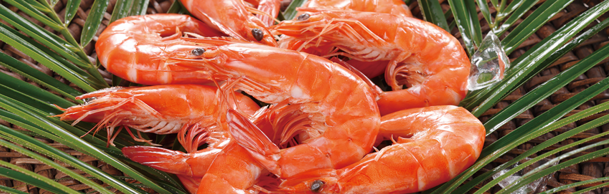 Japan Shrimp Market