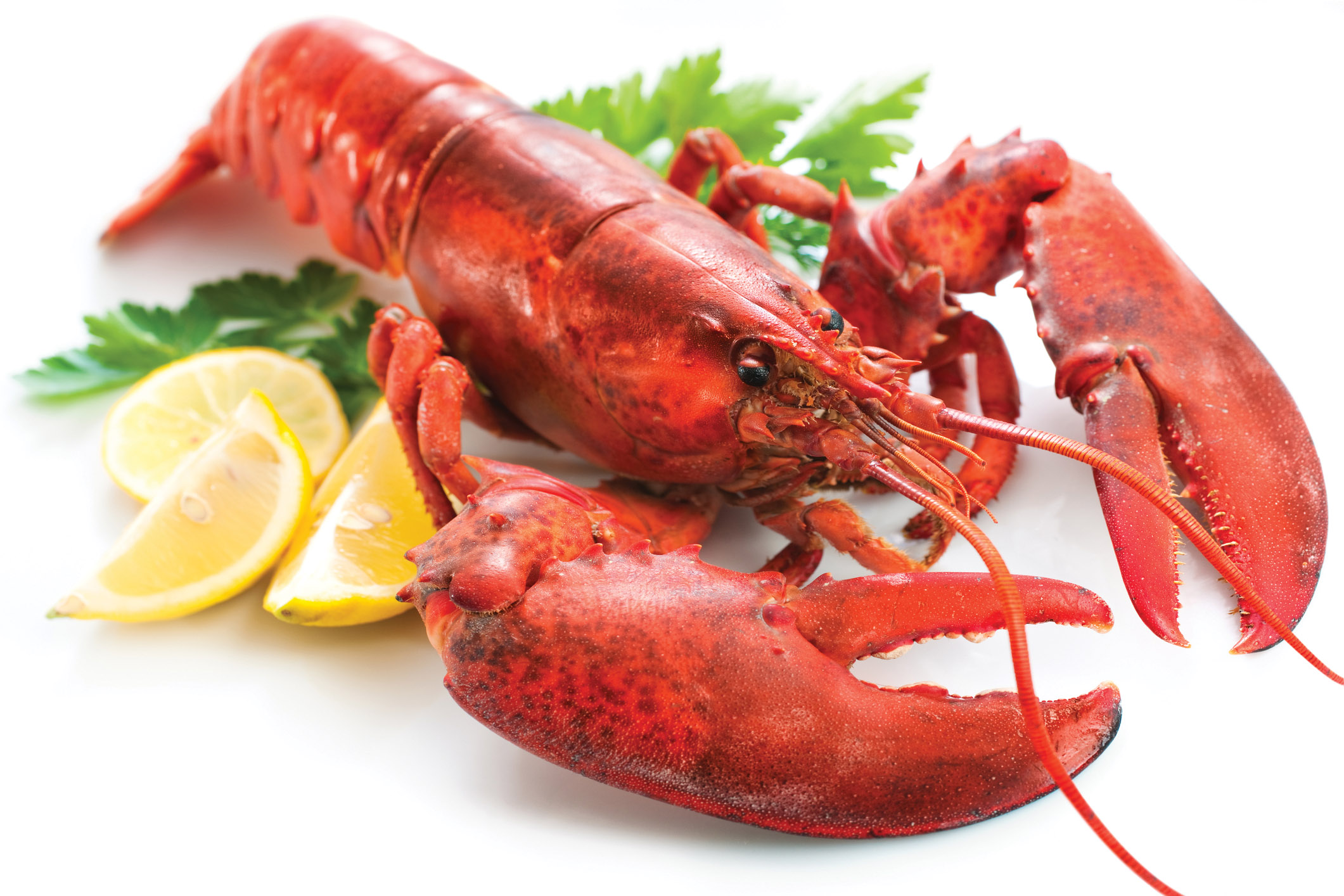 Lobster Market Share