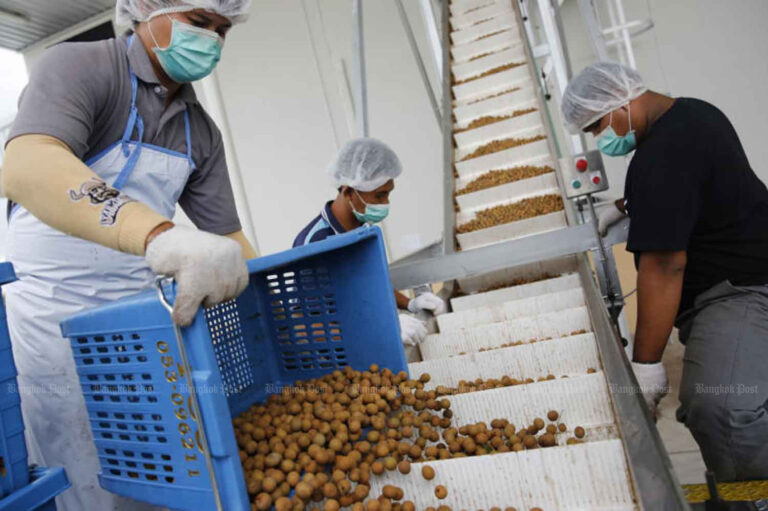 Longan Processing