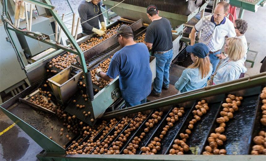 Macadamia Nut Processing