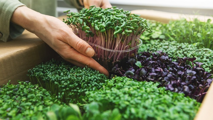 Microgreens 1