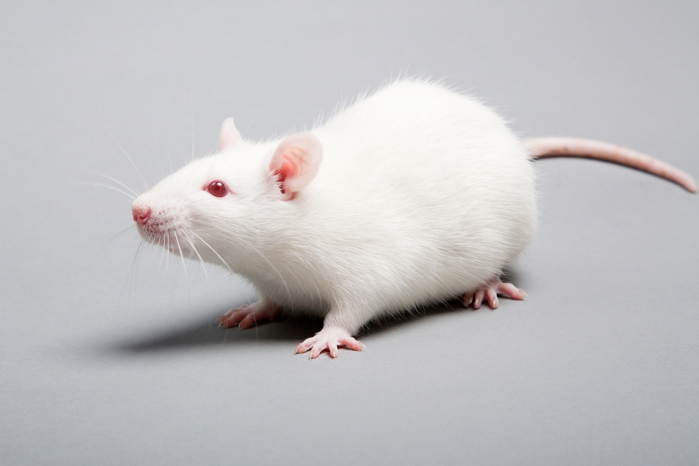 動物モデルの市場規模、需要、予測(2023年-2028年)