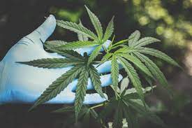 Legal Cannabis Market