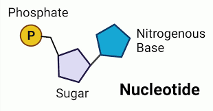 Nucleotides