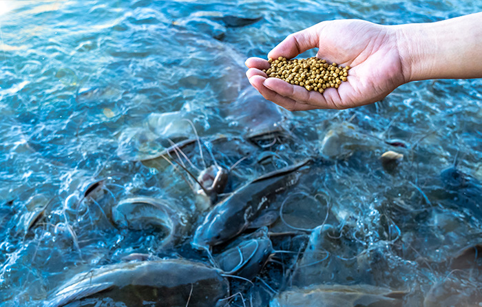 Vietnam Aquafeed Market