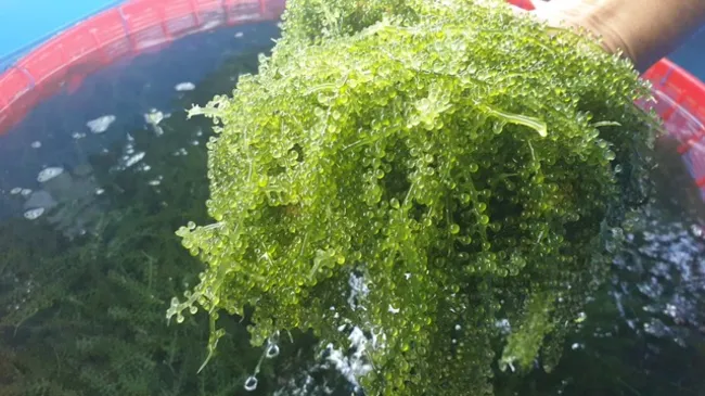 Commercial Seaweeds Market