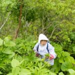 A senior woman foraging for wild mountain vegetables