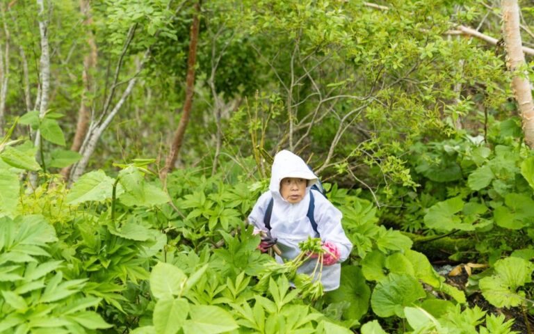 A senior woman foraging for wild mountain vegetables