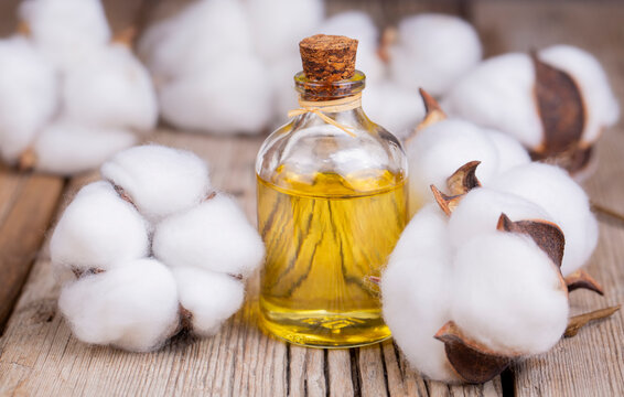 綿実油製造プラントプロジェクトレポート